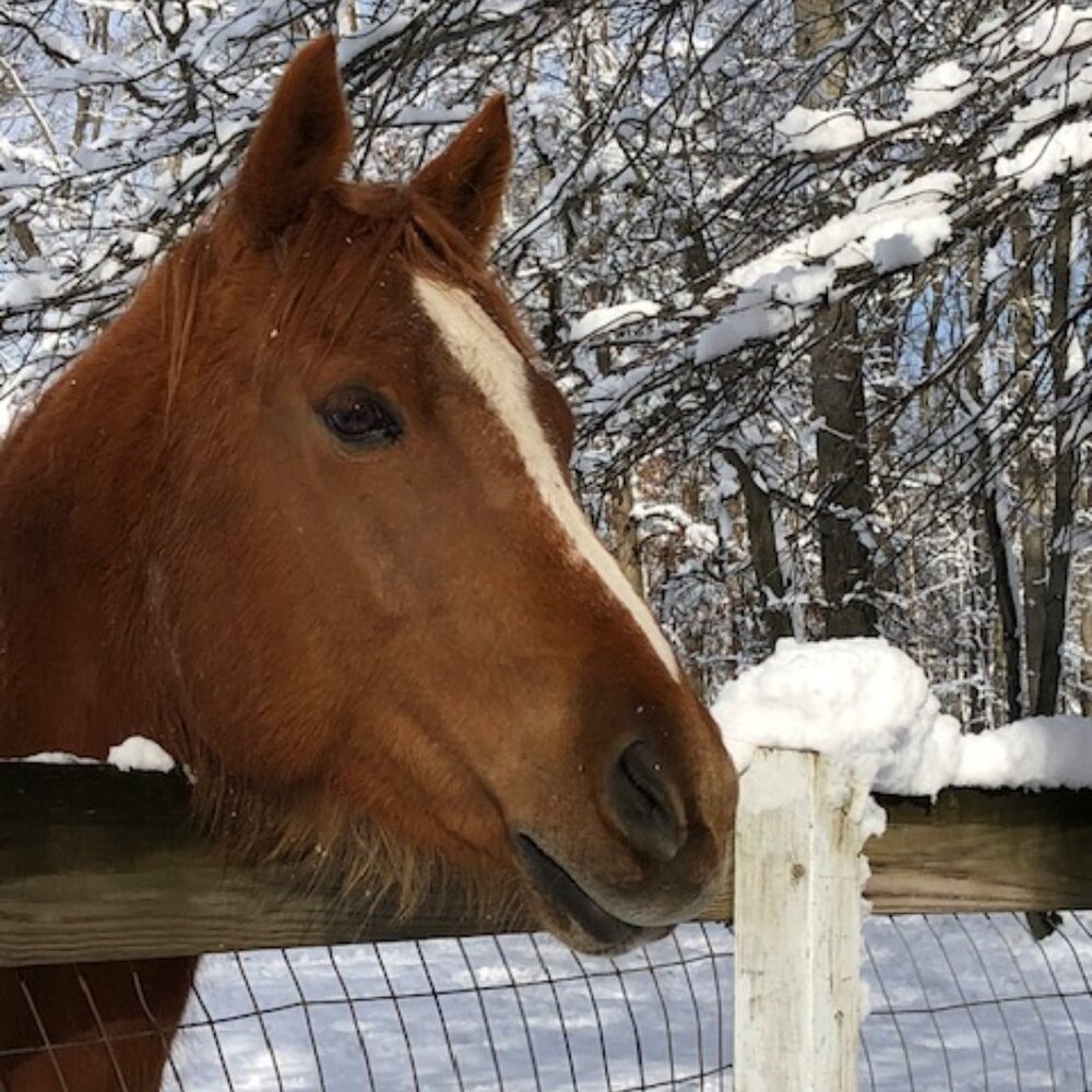 Meet your Poshers horse, Hemi